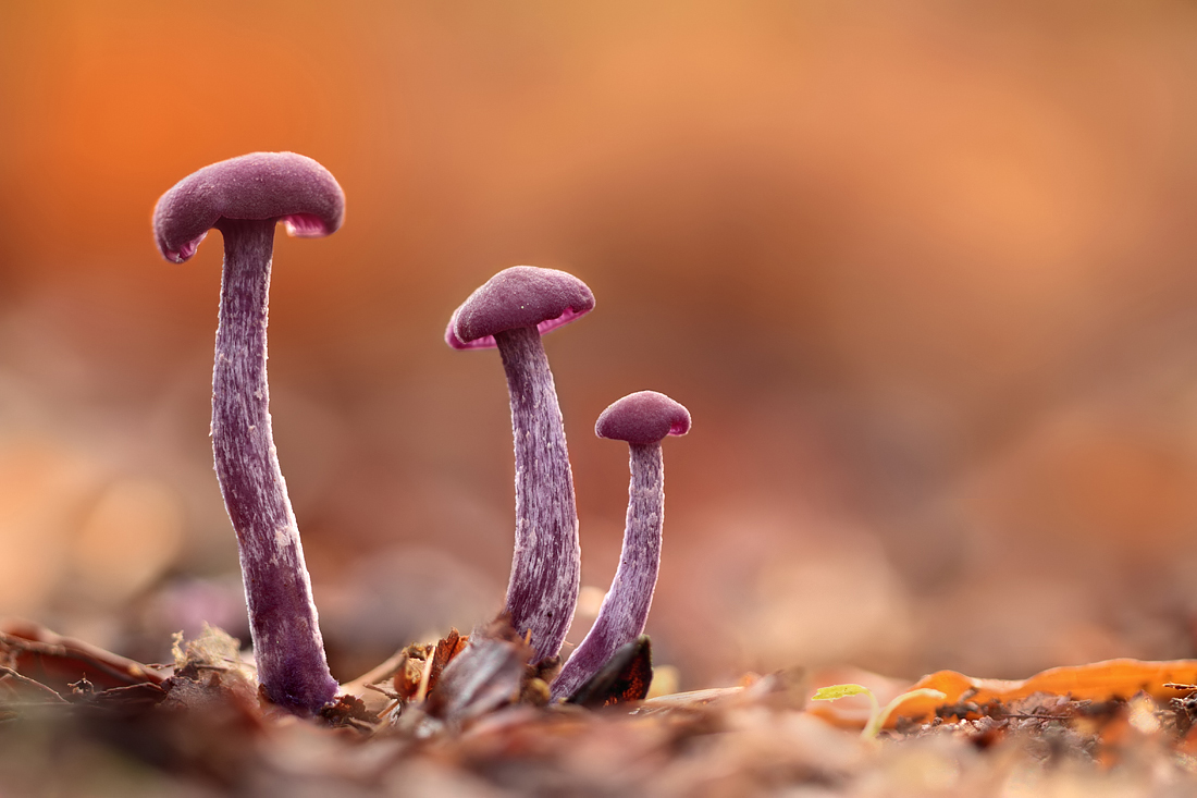 Amethyst Deceiver 1